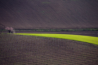 The bare vineyard