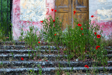 Wild poppies