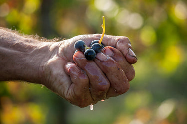 Grape harvest