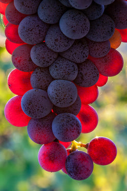 Grignolino