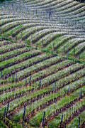 Il respiro bianco del Monferrato