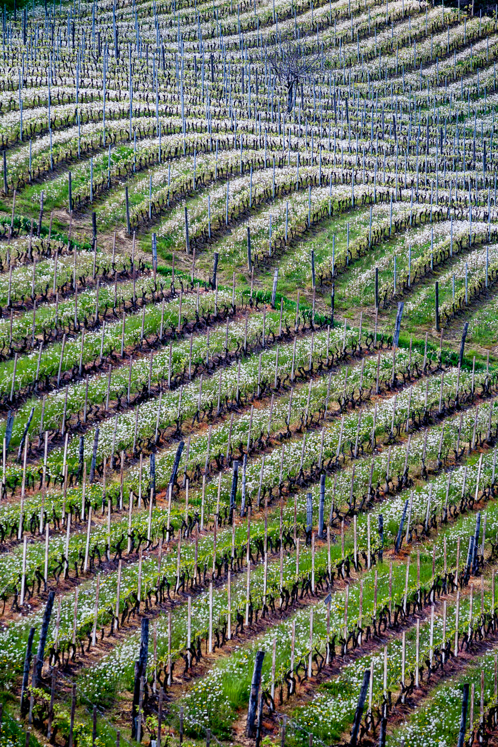 Il respiro bianco del Monferrato