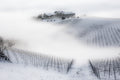 Nebbia invernale nel Monferrato