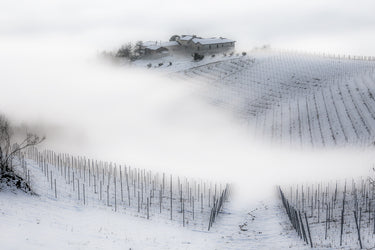 Winter fog in Monferrato