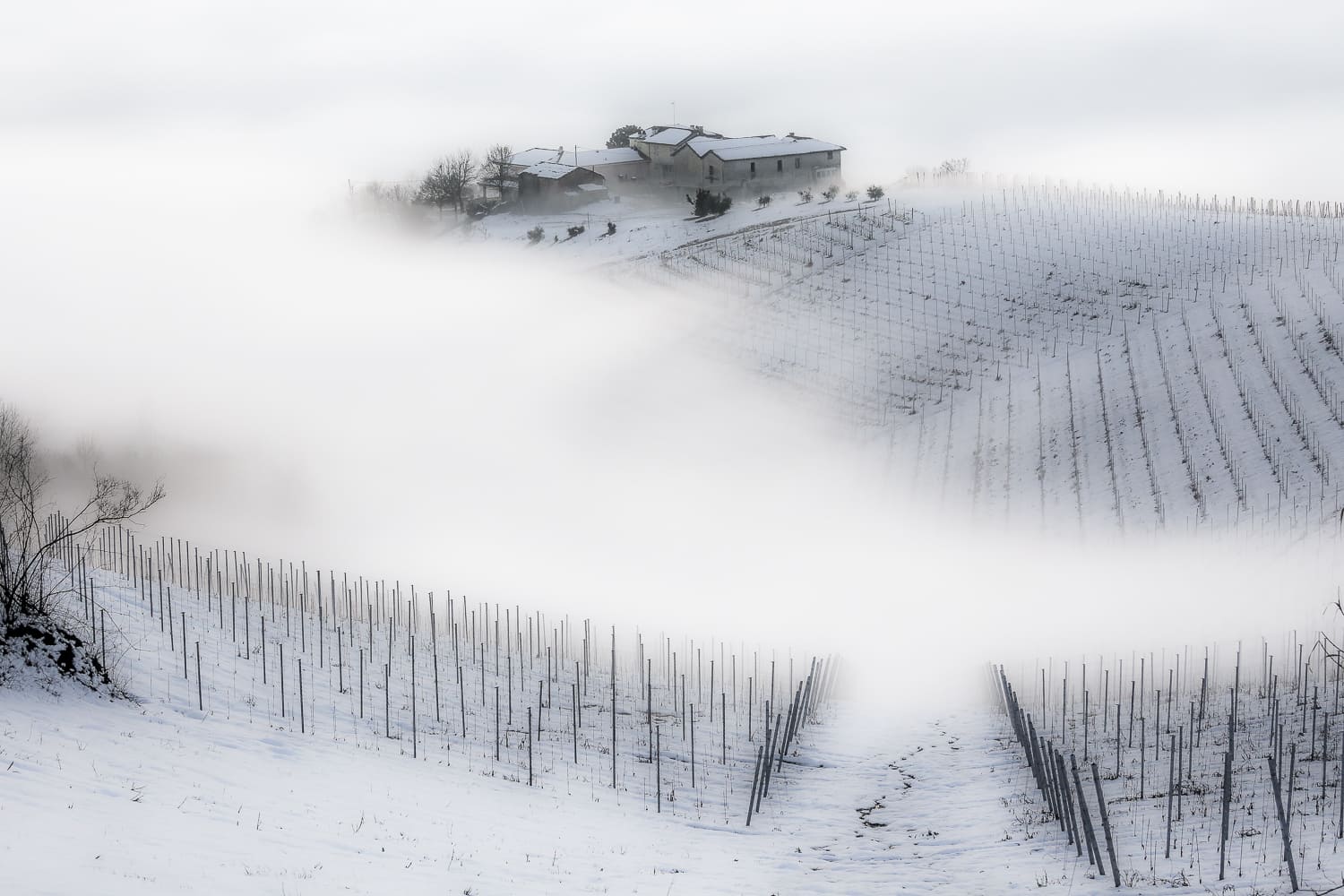 Nebbia invernale nel Monferrato