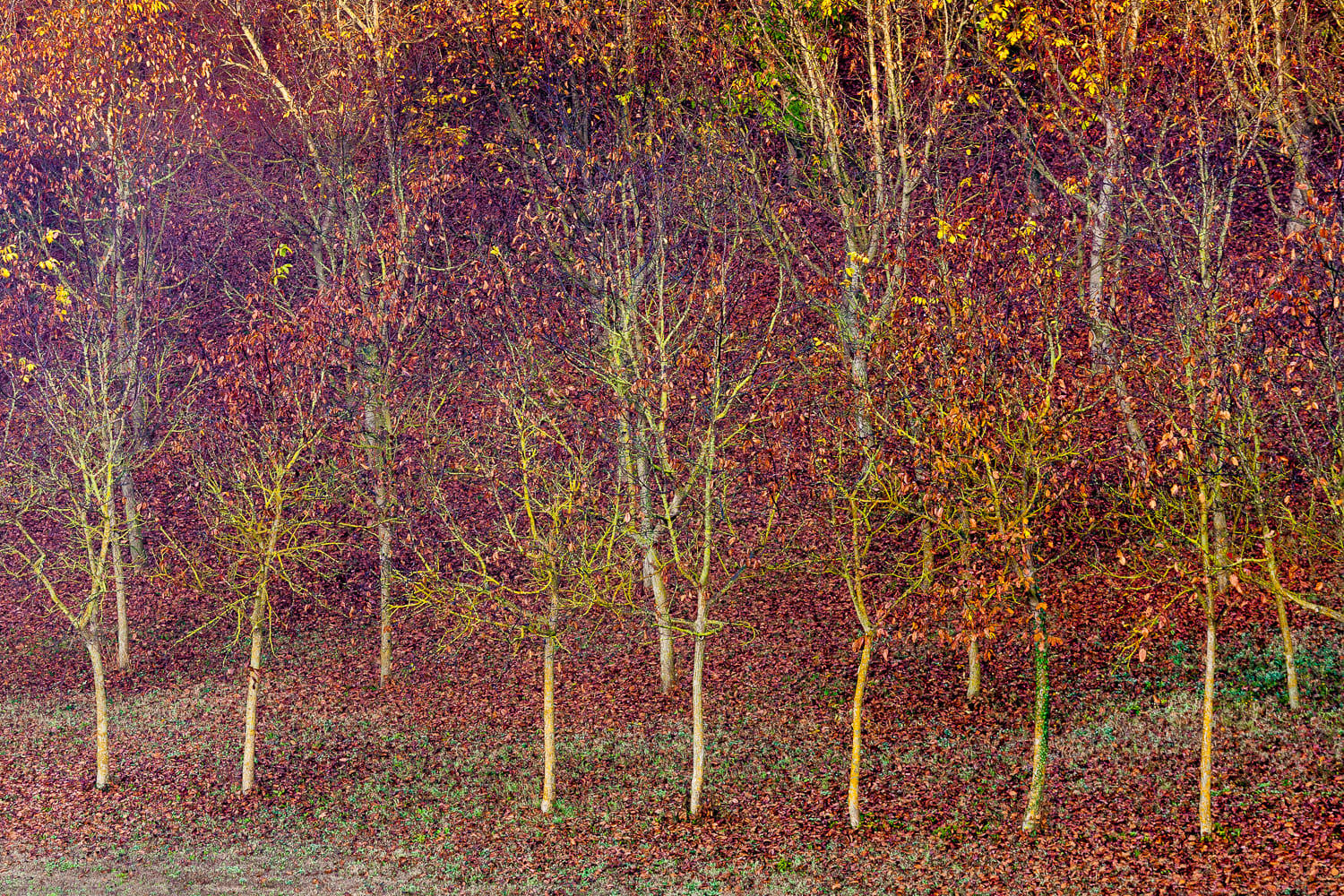 Alberi autunnali, foglie rosse