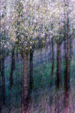 Alberi in fiore