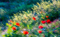 Papaveri (ICM)