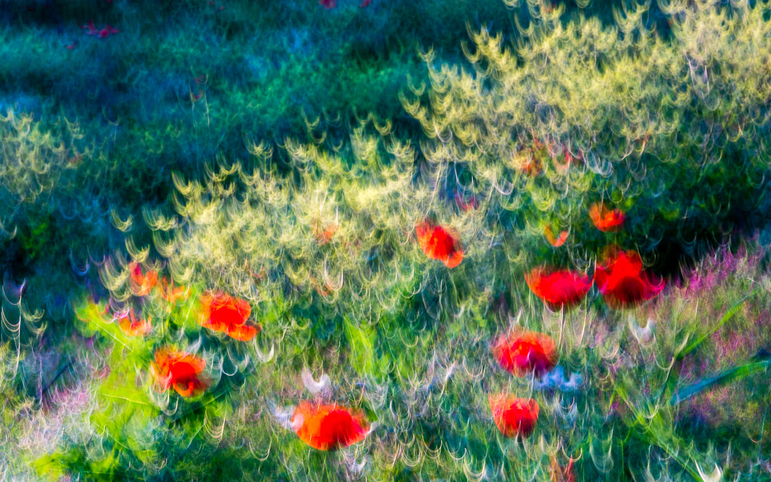 Papaveri (ICM)