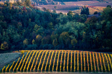Lit vineyards